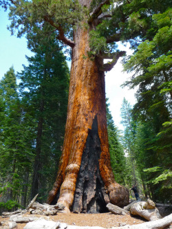 third-eyes:  wanderthewood:  The Grizzly Giant, a giant sequoia in Yosemite National Park, California by tranquilometro  ✧  looks like it has a ball sack