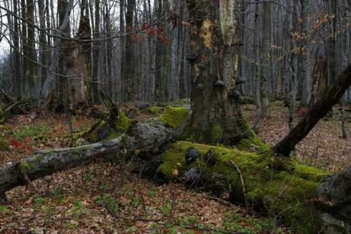 Beech spring woods of Mionší and Jestřábí vodopád waterfall 