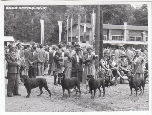 Rottweilers at a show in Germany, c.1950