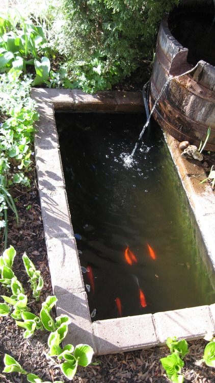 Small pond I built with cement and 1 layer of pavement cemented on top to get a beautiful finish. Th