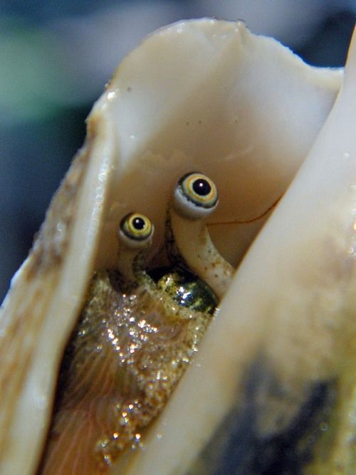 dimetrodone:Conch snails dont even look like real animals