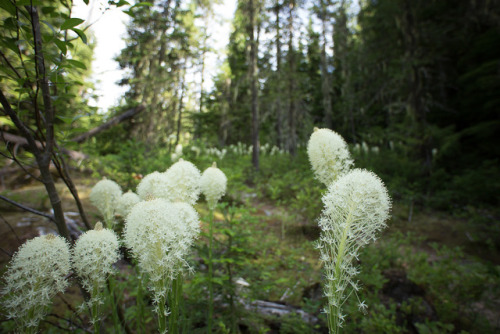 lobo-de-luna:Bear grass is so cool