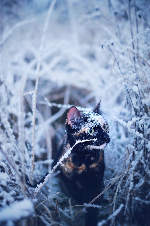 cateffectblog: Winter Adventures www.instagram.com/cat_effect
