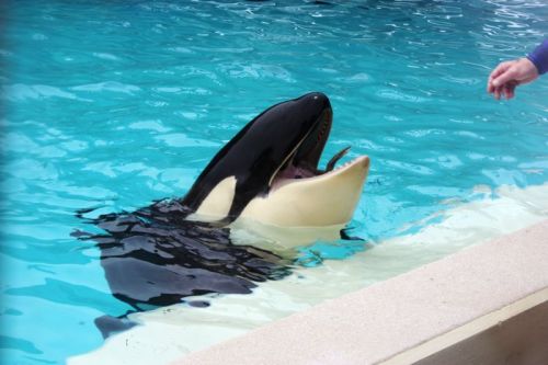 Gender: MalePod: N/APlace of Capture: Born at SeaWorld of CaliforniaDate of Capture: Born February 1