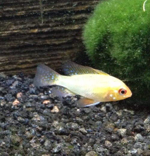 cichlid