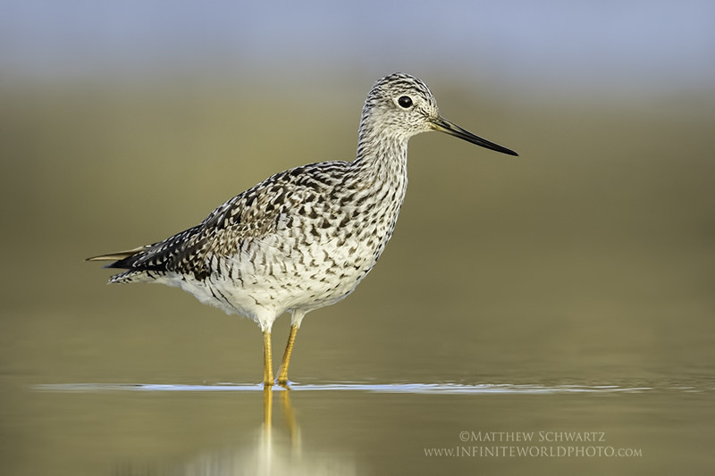 Staring Yellowlegs
If you enjoy my images, tutorials, newsletter… …please share them with others who may benefit. Thank you, Sincerely, Matthew Workflow Cheat Sheet. Exclusive Content. Sweet! Workflow Cheat Sheet and Epic Newsletter Blog, Resources,...