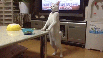 sizvideos:  Video 