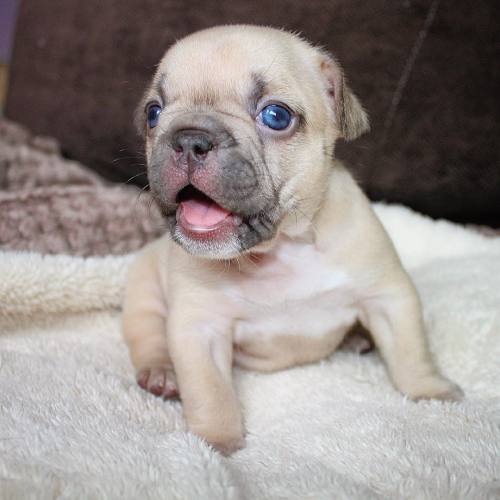puppiestotherescue:  Two of my favourite instagram accounts:   alienbatpigs /  frogbatpigz  