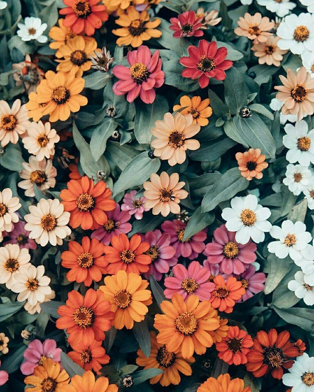 Las flores siempre adornan la vida con su color y... - NOTAS DE UNA ANÓNIMA