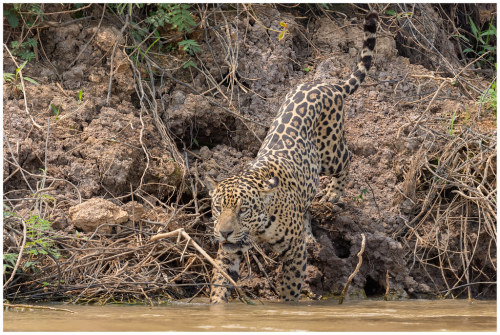 Jaguar (Panthera onca) in de Pantanal in Brazilië … by Martha de Jong-Lantink Uit het archief
