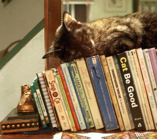 torteen:bookish-soul:“A cat has absolute emotional honesty: human beings, for one reason or an