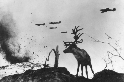 Planes bomb a hillside while a reindeer looks on (Murmansk Oblast,Russia, WW2).  This is actual
