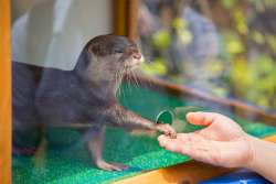 majormitchmajor:  blessed by otter