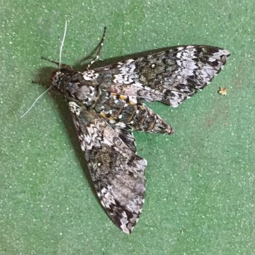 #moth #aruba  www.instagram.com/p/BmAFYf-ByXG/?utm_source=ig_tumblr_share&igshid=vhm4r0l