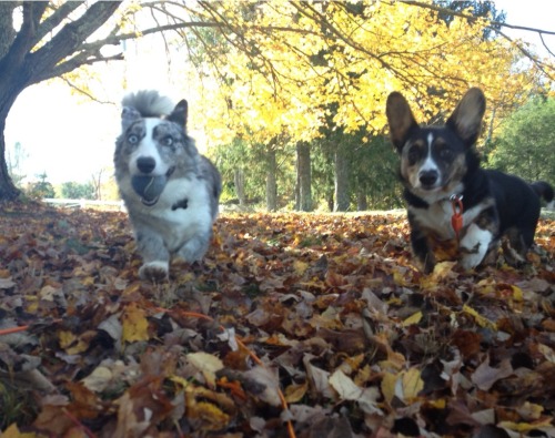 adorabledori:  Some of the outtakes from my futile attempts to get a great picture of both Dori and Ralph together. One of these days! 