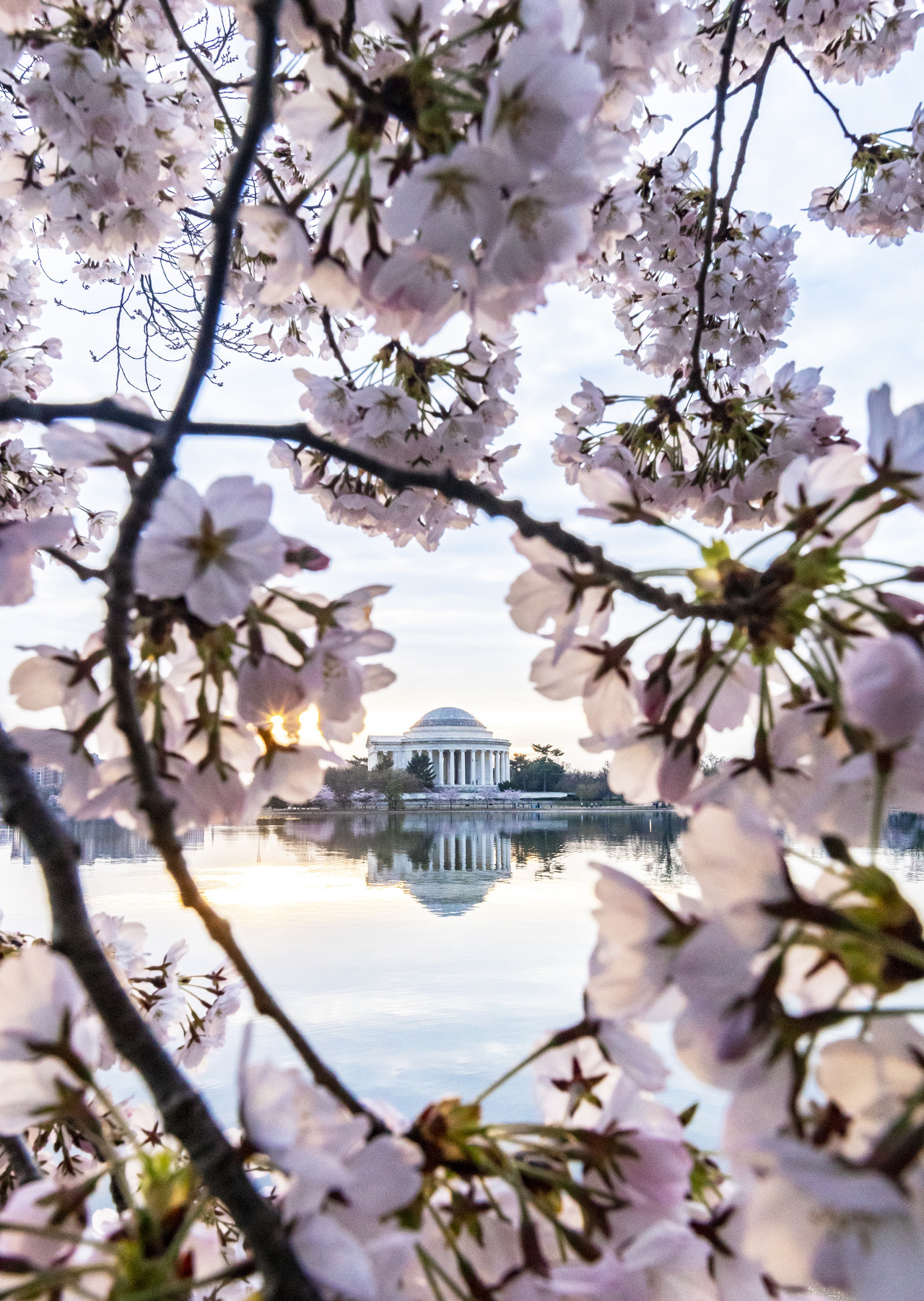 americasgreatoutdoors: Cherry blossoms continue! 🌸 Framed by these delicate flowers,