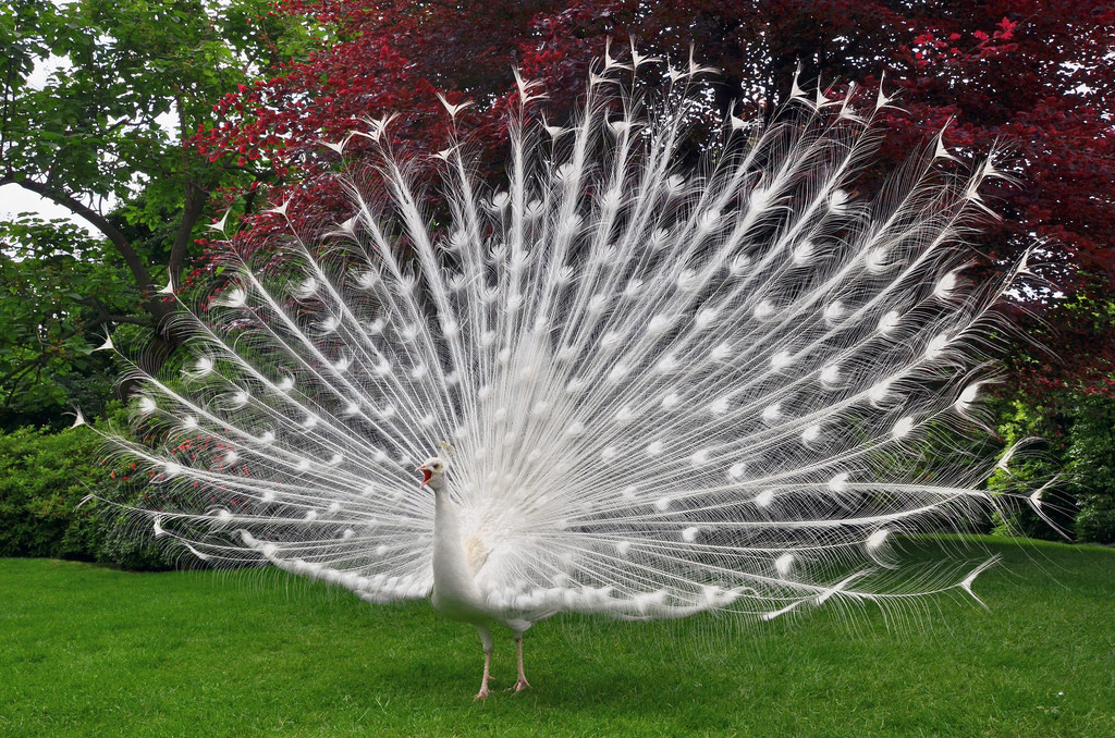 tulipnight:  A White Peacock by ladigue_99 