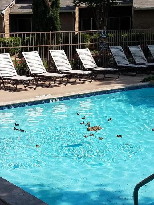 awwww-cute:  My apartment pool was being adult photos