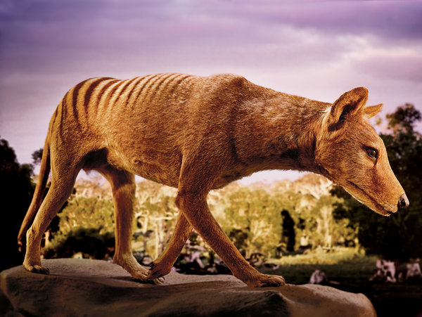 Meet the Scientists Bringing Back the Extinct Tasmanian Tiger