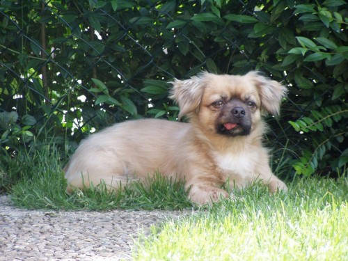 handsomedogs:  Lucky 9 years old Pekinese-Mix from Germany, Wangen im Allgäu 