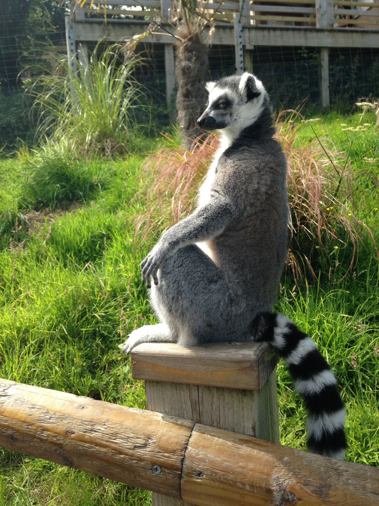 shrek-tangle: actionables:  cakejam:  this lemur didn’t seem pleased that i was