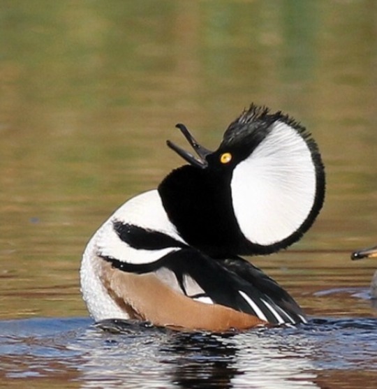 tinysaurus-rex: mind-if-i-scream:   todaysbird:   vampireapologist:   tavley:  beatlemeat:  can you believe how many species of ducks there are forever i thought there was only brown, white and green duck.   im a fan of this guy personally    Ruddy duck!