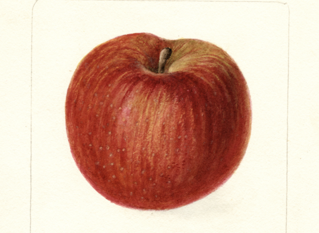 In 1886, the US Government Commissioned 7,500 Watercolor Paintings of Every Known Fruit in the World: Download Them in High Resolution