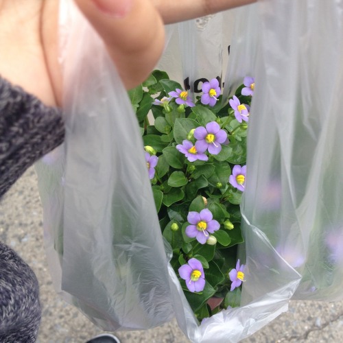 baimbie:  kokoropain:  Purple Flowers + purple Alison  love this ah!!!!