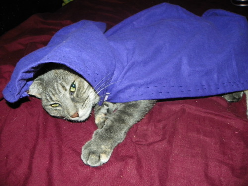 XXX My kitty Odette in a little cloak I sewed photo