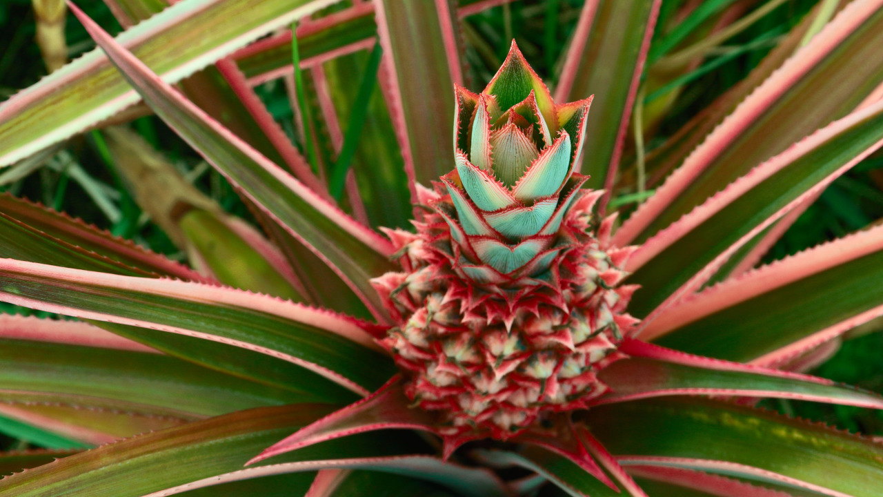 Pink Pineapple