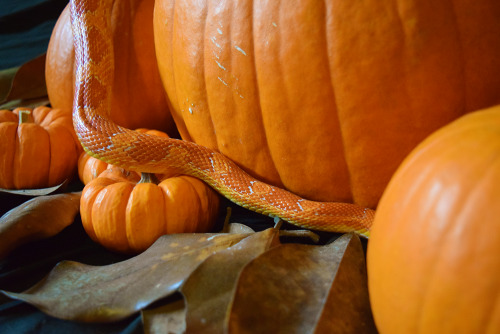 scalestails: Charlie is the best model! I decided to get some fall photos of the critters.