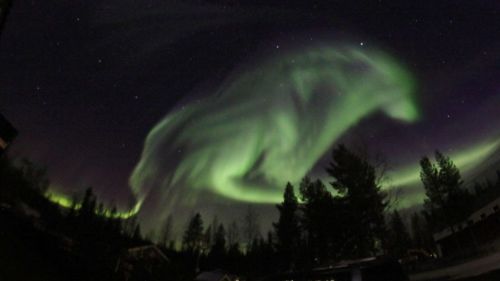 hedendom:  Ulfhuguð (“Wolf Age”) A photograph by Marja-Terttu Karlsson taken in Pajala, Sweden, appears to show the form of a wolf in the Northern Lights.Could it be the embodiment of one of the great wolves of Norse Mythology manifesting in the