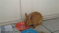 💕🐇💕🎉💕
