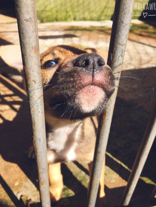 red-lady-rawr: Doggo nenê que vi hoje ♡