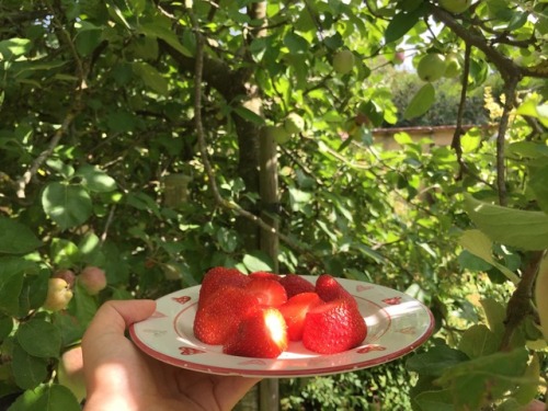 acosmosofflowers:sunny day strawberries