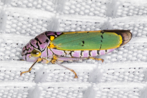 onenicebugperday:Purple sharpshooter, Oncometopia alpha, CicadellinaeFound in the southwestern Unite