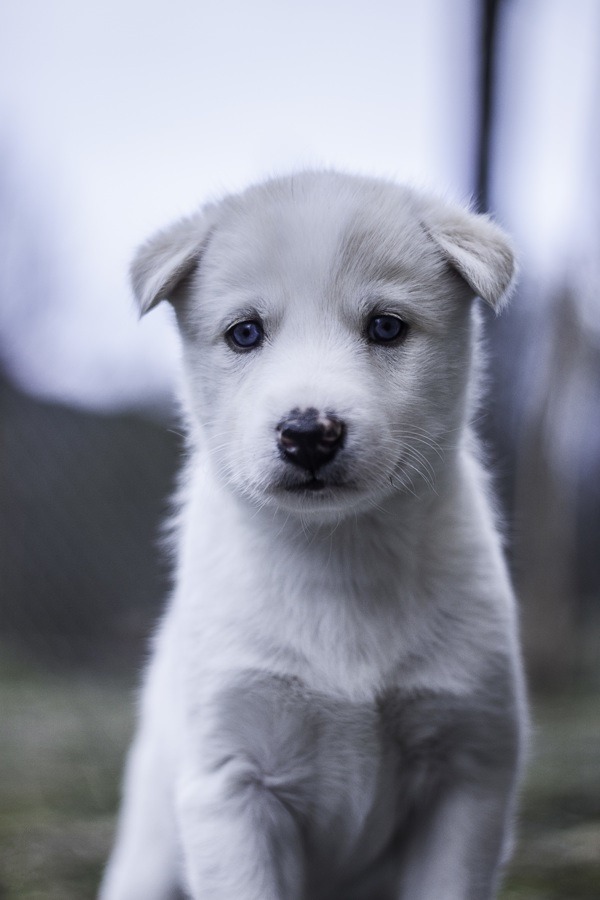 ponderation:  Puppy by Mathias Åsheim Figenschau  