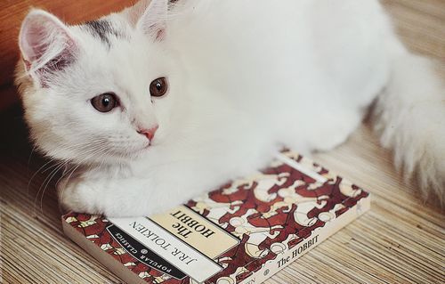 fuckyeahfelines!
