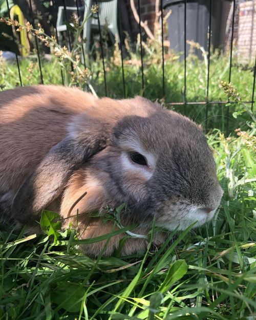 Meet Ted Theodore Rabbit, our new buddy boy #bunniesofinstagram #tedtheodorerabbit #tednghost (at Ab