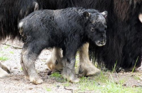 Muskox Birth Gives Keepers Reason For Hope Keepers at Highland Wildlife Park are excited to announce