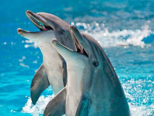 Happy National Dolphin Day!