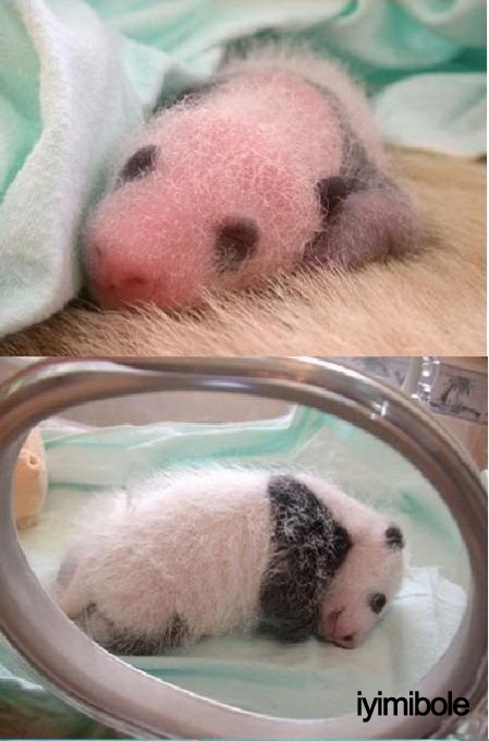espirisiniaciklayankiz:iyimibole:yerim lan.jYa çok sevimli be 🐼🐼🐼