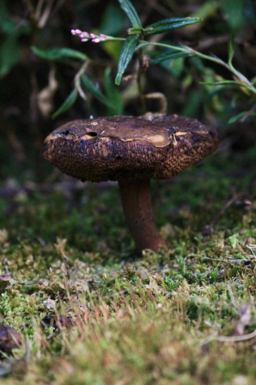 Mushrooms through the lens 