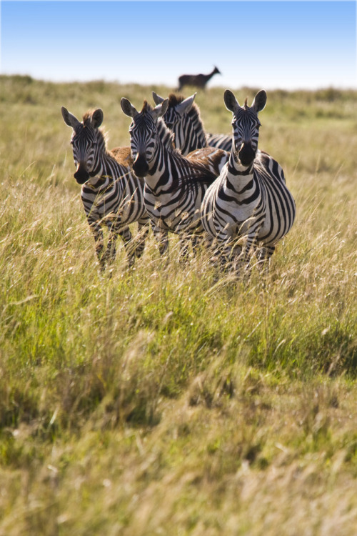 funkysafari:  Zebra  by clintnosleep