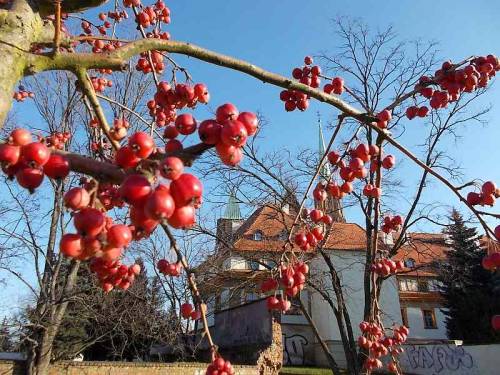 Small apples that were growing on trees on Ostrów Tumski, Wroclaw, Poland.