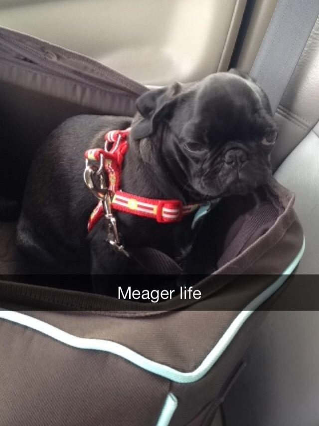 jaennaration:  I miss this crazy pug.  