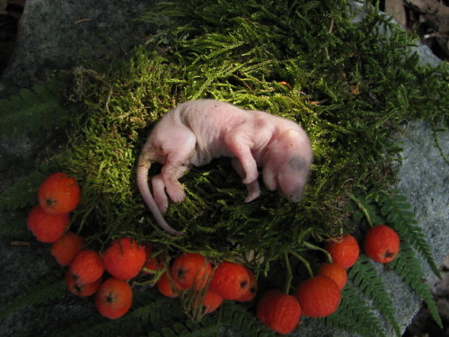 Sleep well on your mossbed, little baby… During the heat wave the dormice in the cabin apparently st