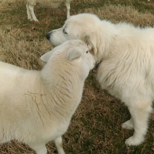 huffletough - laurelhach - Athena got a kiss on the ear and...