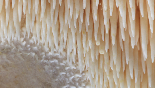 Hedgehog mushrooms have these amazing little spines instead of gills. <3