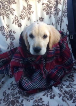 Awwww-Cute:the Car Took 20 Mins To Defrost Today, So I Lent Fergus My Scarf
